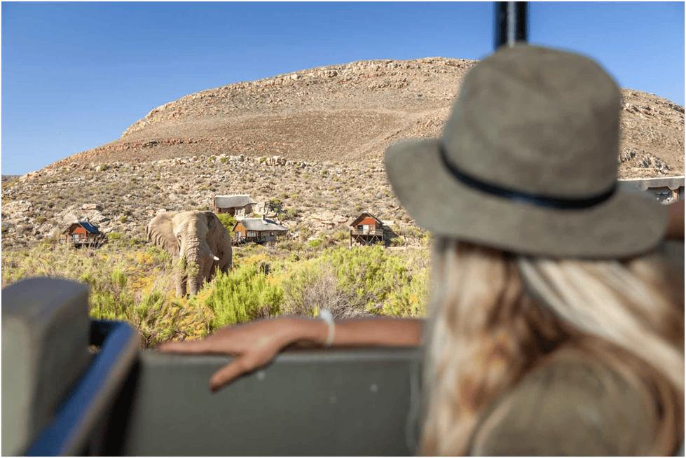 Aquila Private Game Reserve – Big Five Safari Meets Corporate Luxury